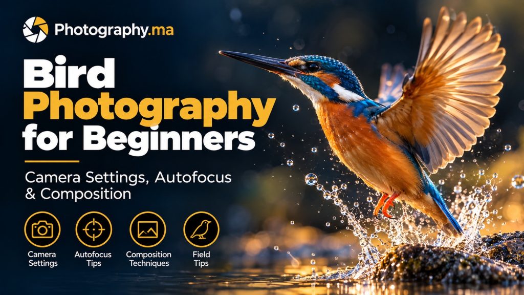 Bird photography autofocus: kingfisher perched with clear eye detail